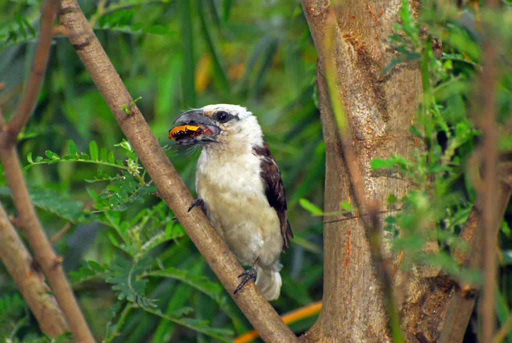 白头拟啄木鸟(Lybius leucocephalus)
