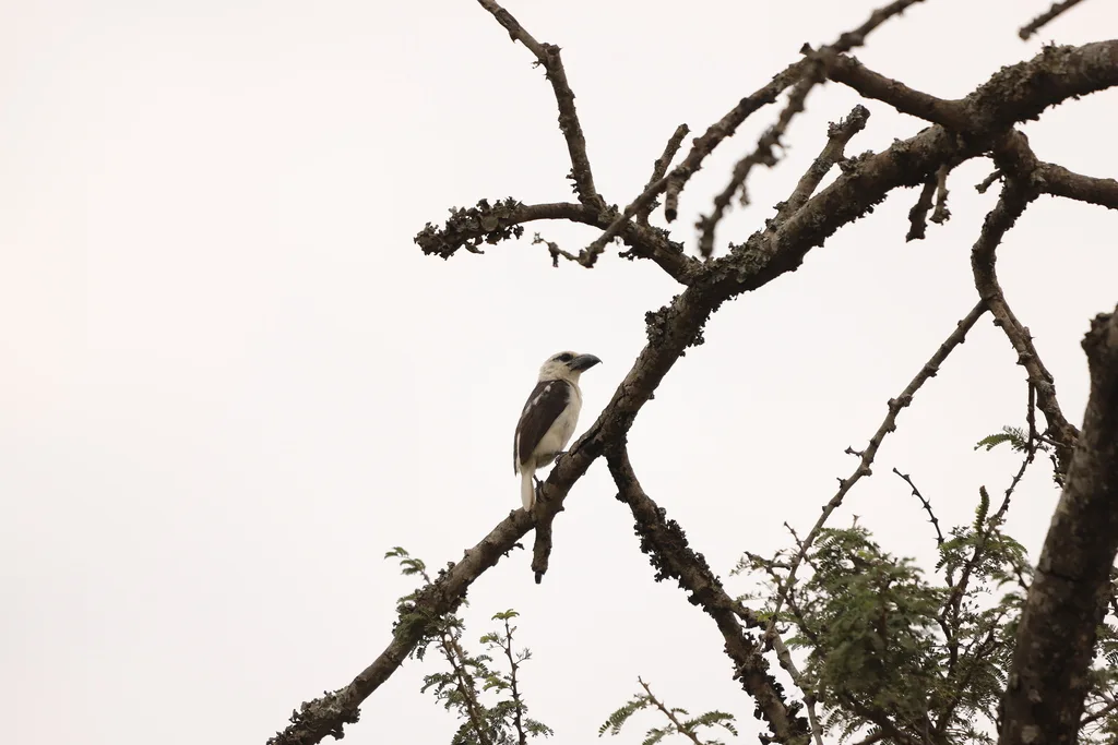 白头拟啄木鸟(Lybius leucocephalus)