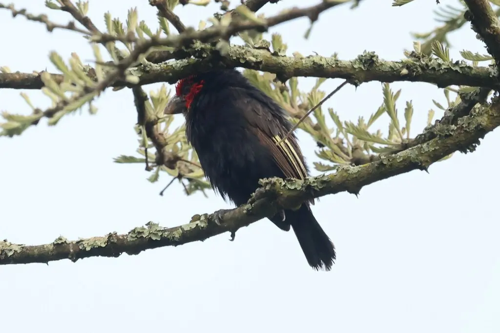红颊拟啄木鸟(Lybius rubrifacies)