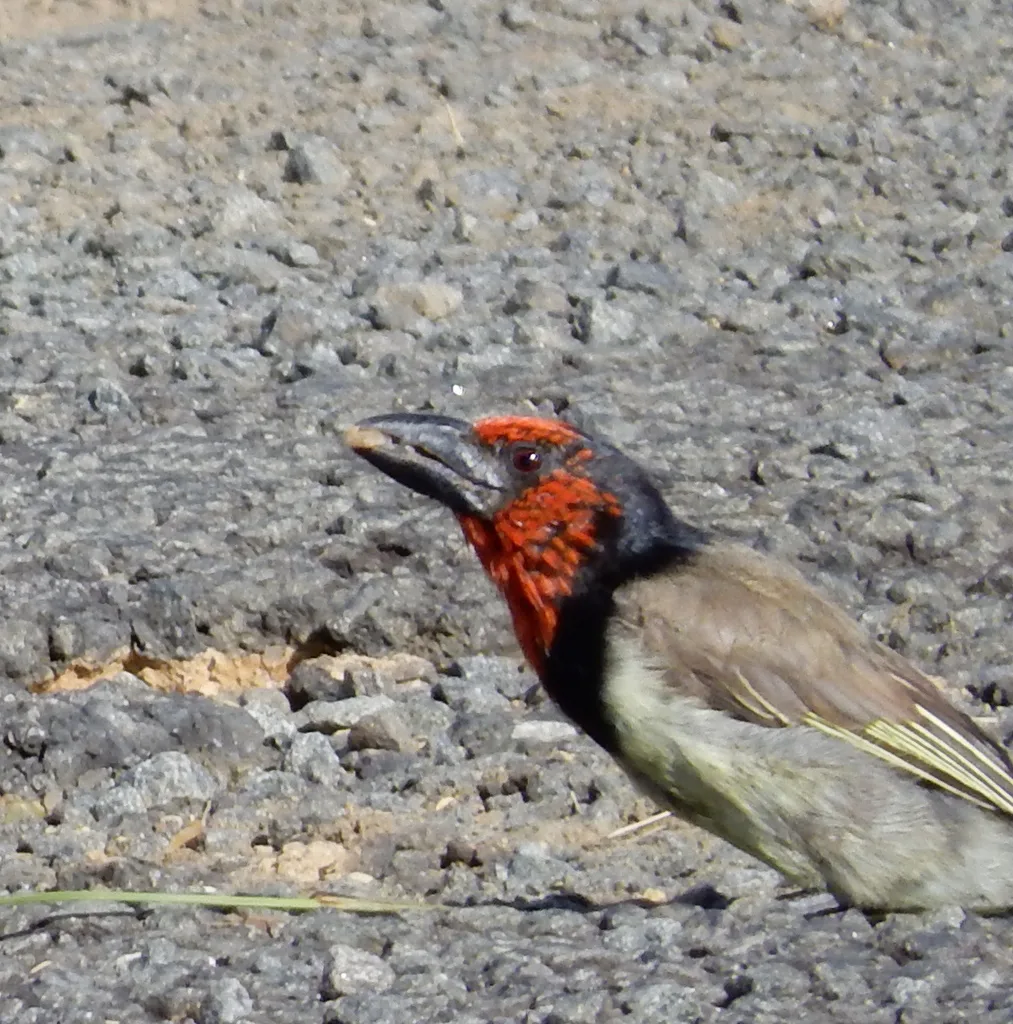 黑领拟啄木鸟(Lybius torquatus)