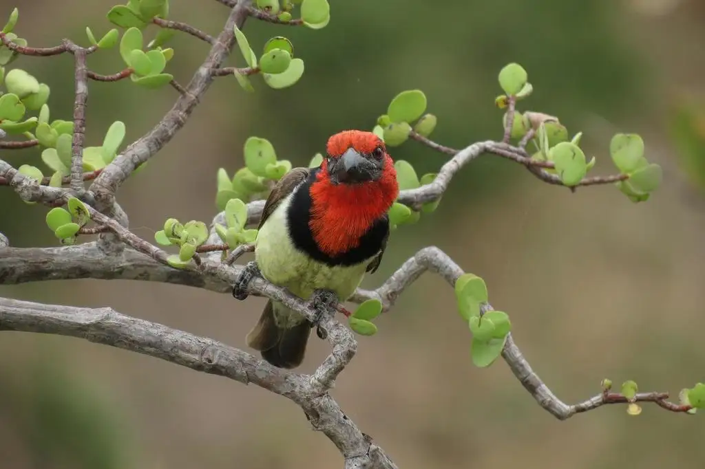 黑领拟啄木鸟(Lybius torquatus)