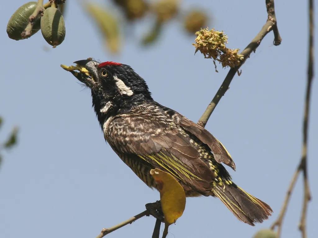 横斑拟啄木鸟(Lybius undatus)