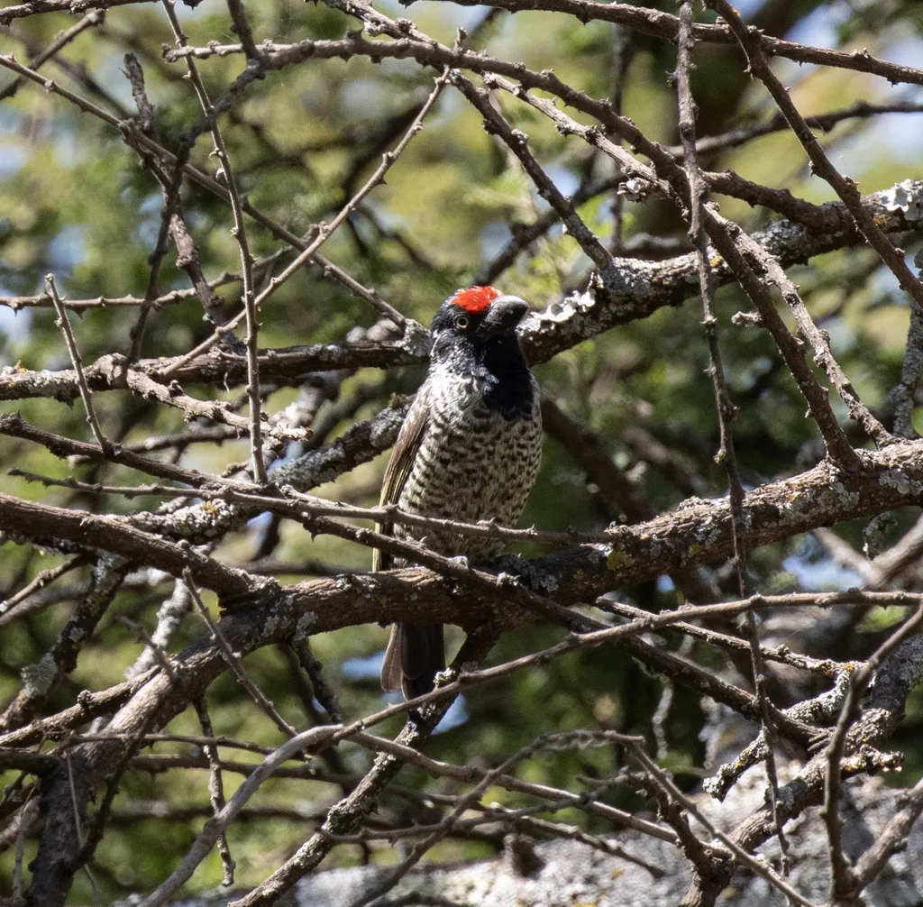 横斑拟啄木鸟(Lybius undatus)