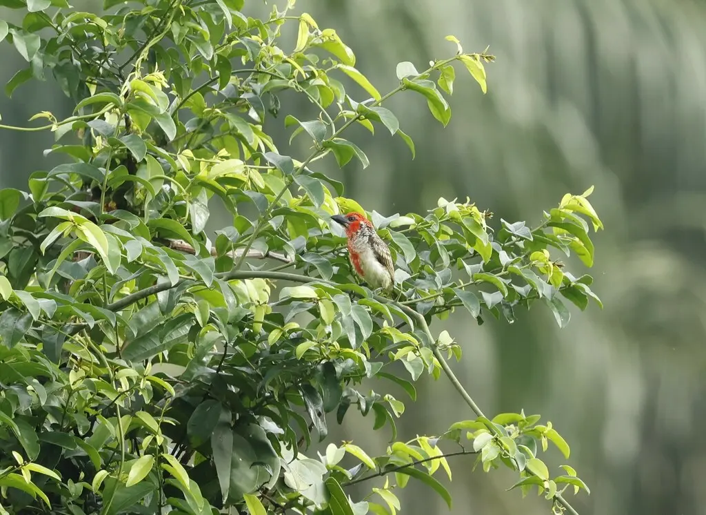 维氏拟啄木鸟(Lybius vieilloti)