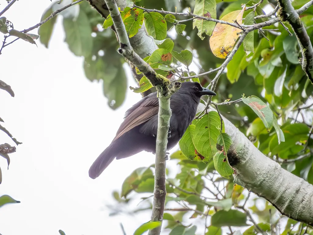 褐翅极乐鸟(Lycocorax pyrrhopterus)