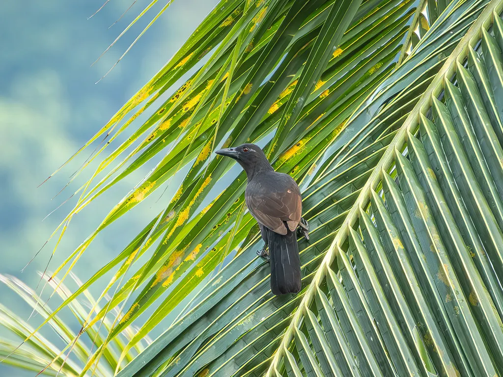 褐翅极乐鸟(Lycocorax pyrrhopterus)