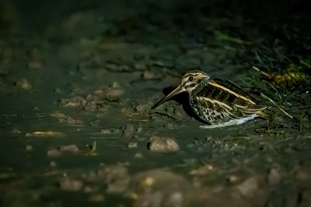 姬鹬（Lymnocryptes minimus）