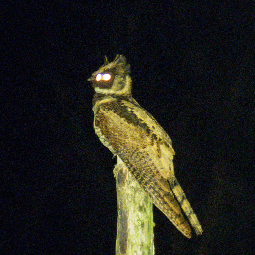 毛腿耳夜鹰(Lyncornis macrotis)