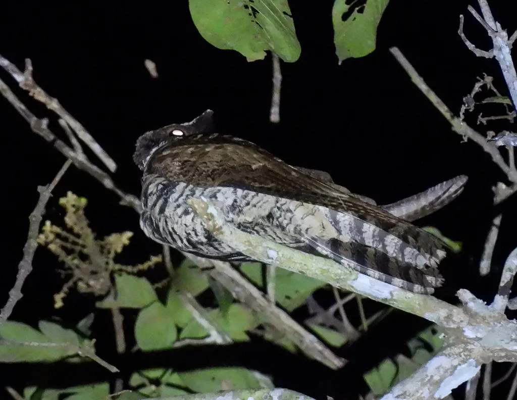 毛腿耳夜鹰(Lyncornis macrotis)