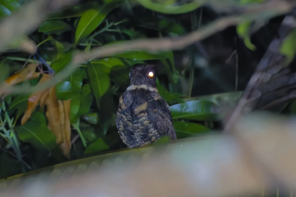 毛腿耳夜鹰(Lyncornis macrotis)