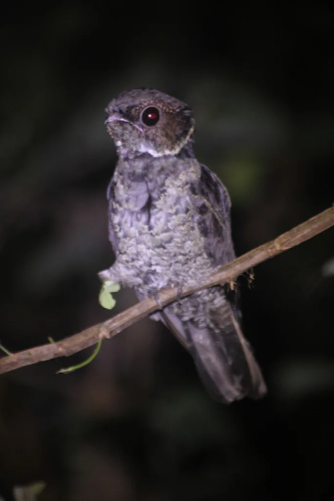 马来毛腿夜鹰(Lyncornis temminckii)