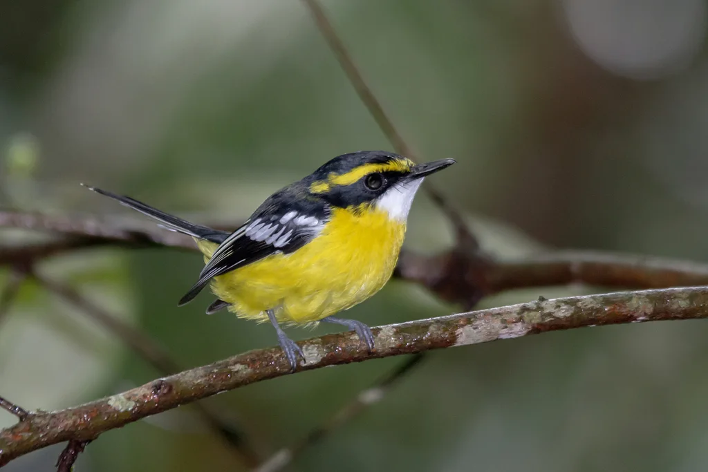 黄胸船嘴鹟(Machaerirhynchus flaviventer)