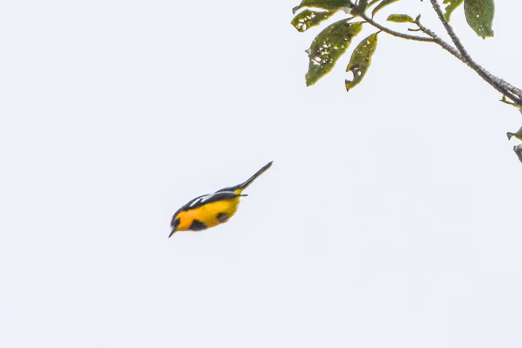 黑胸船嘴鹟(Machaerirhynchus nigripectus)