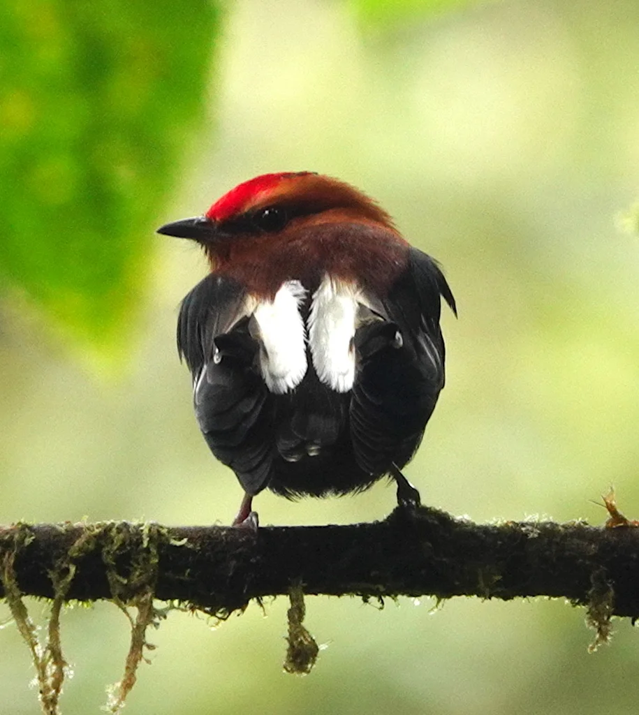 梅花翅娇鹟(Machaeropterus deliciosus)
