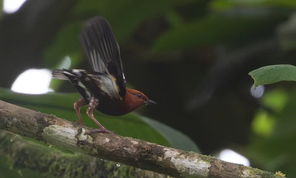 梅花翅娇鹟(Machaeropterus deliciosus)