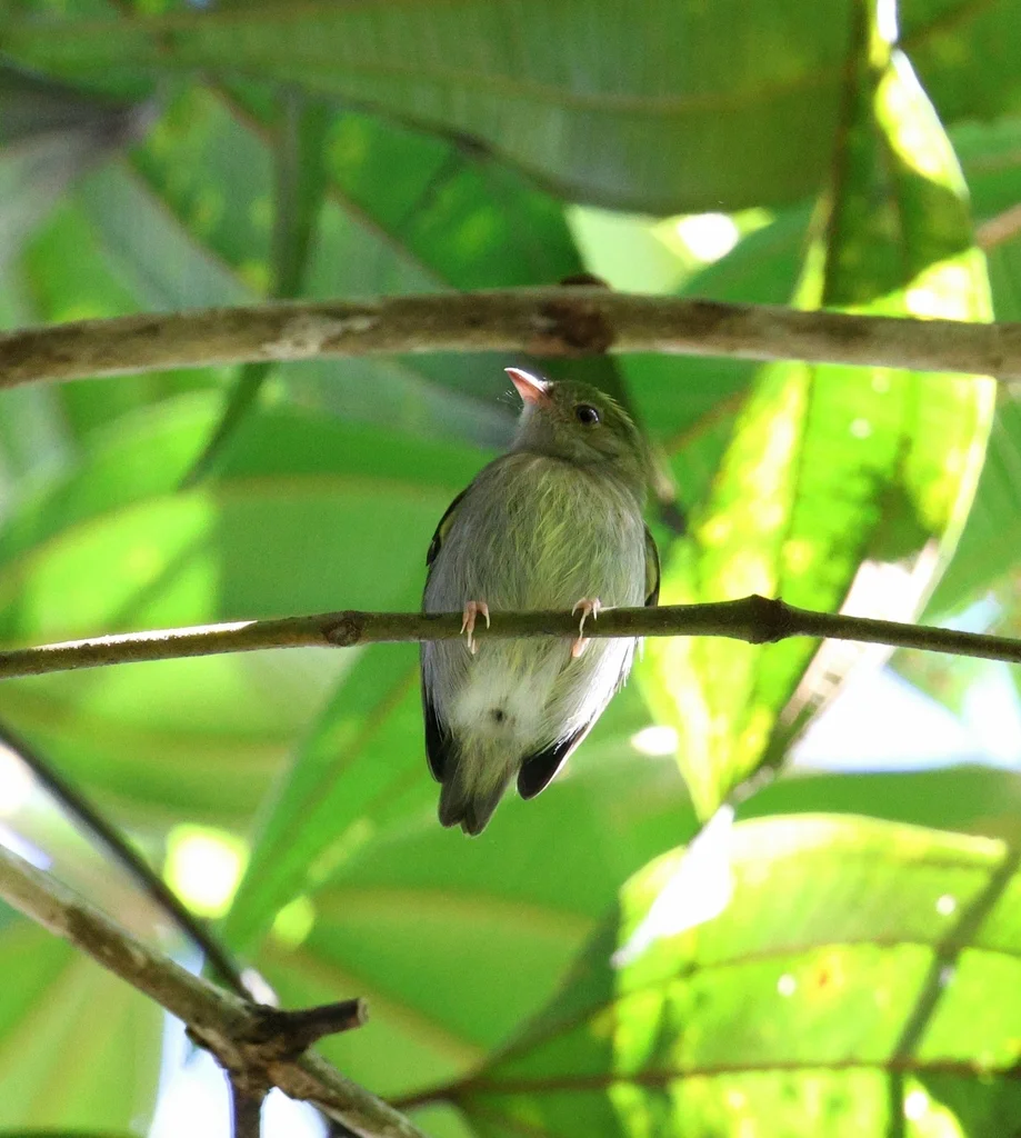 朱顶娇鹟(Machaeropterus pyrocephalus)