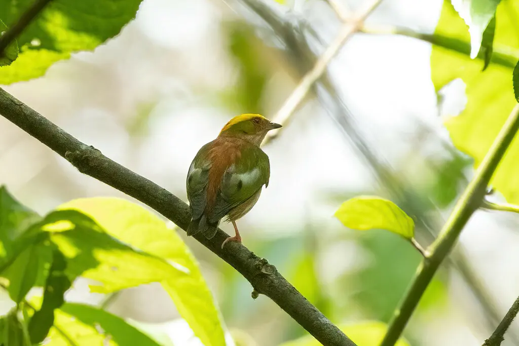 朱顶娇鹟(Machaeropterus pyrocephalus)
