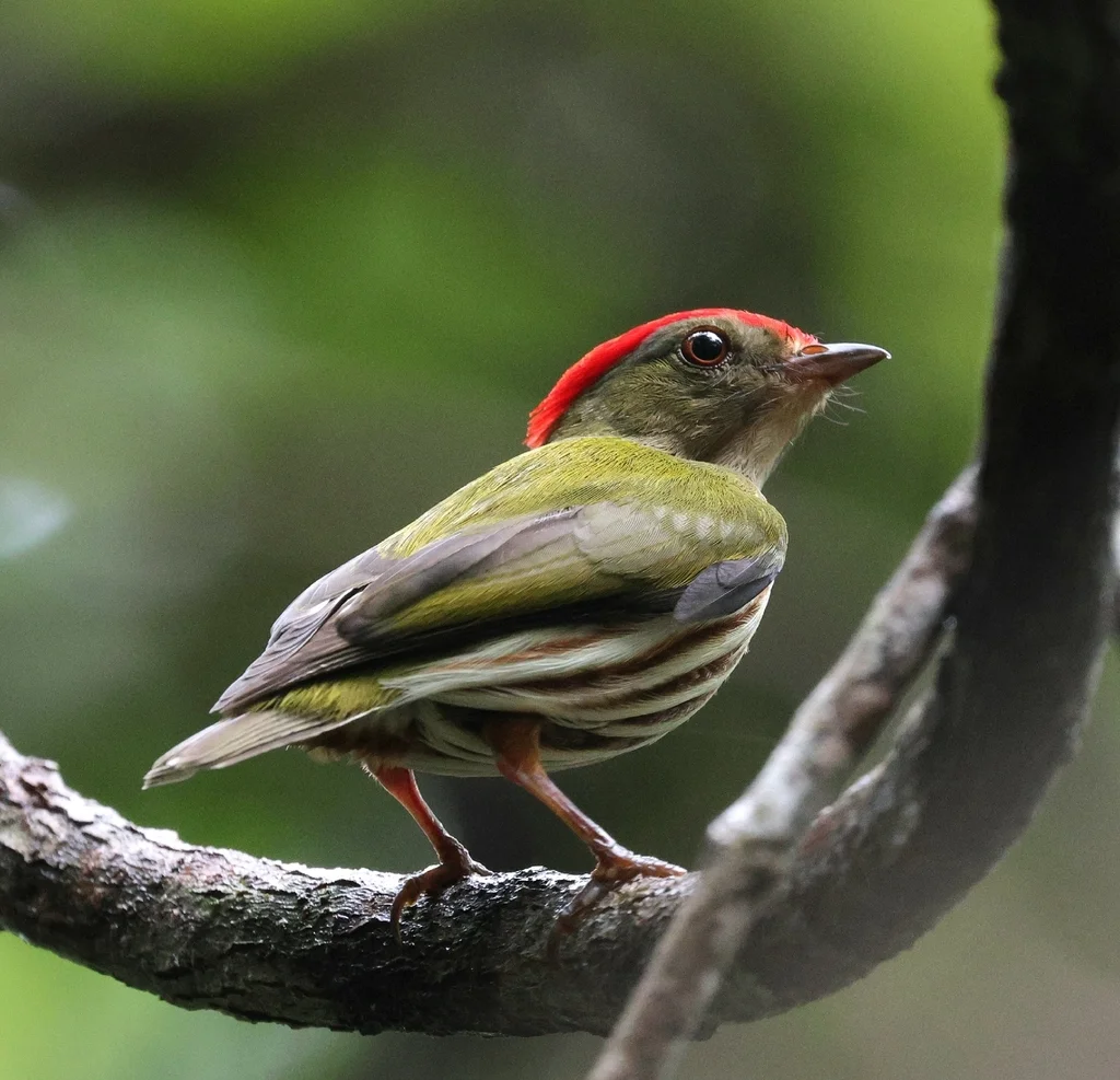 纹娇鹟(Machaeropterus regulus)