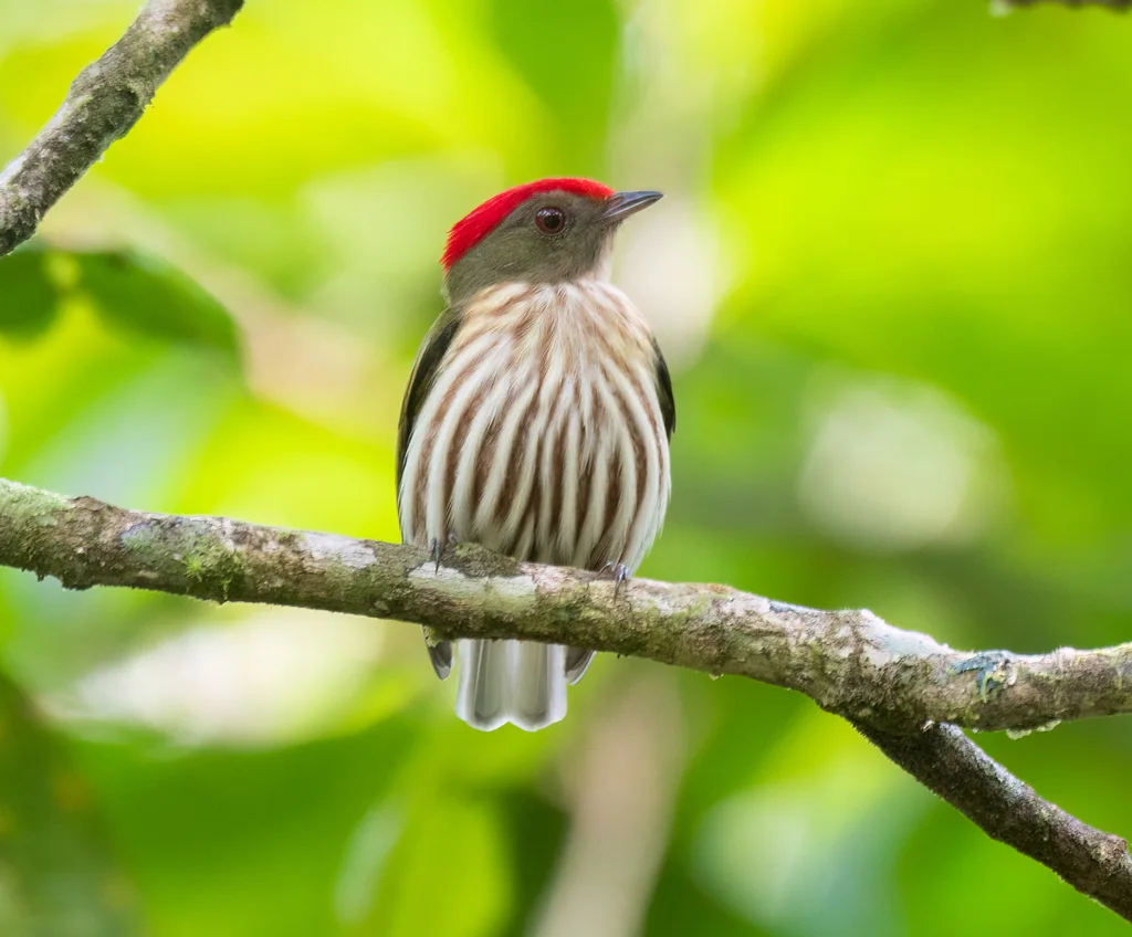 纹娇鹟(Machaeropterus regulus)