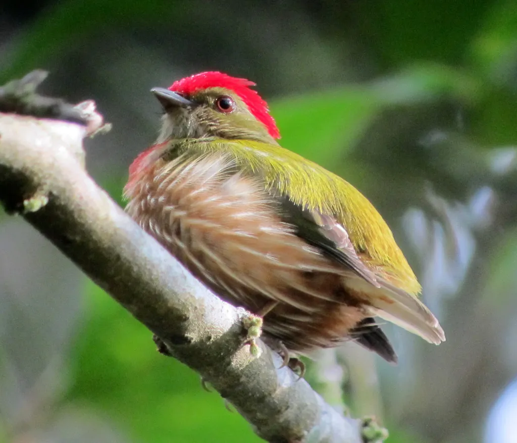 紫纹娇鹟(Machaeropterus striolatus)