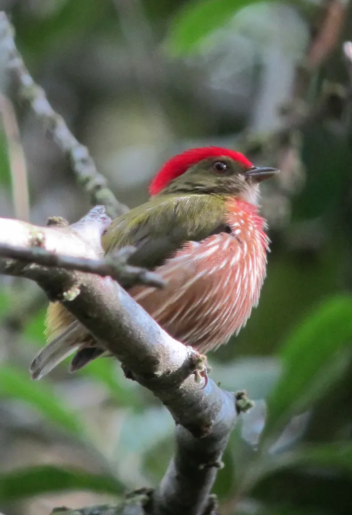 紫纹娇鹟(Machaeropterus striolatus)