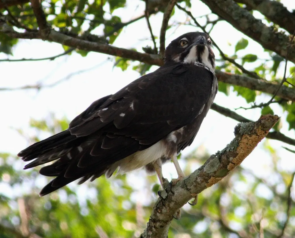 食蝠鸢(Macheiramphus alcinus)