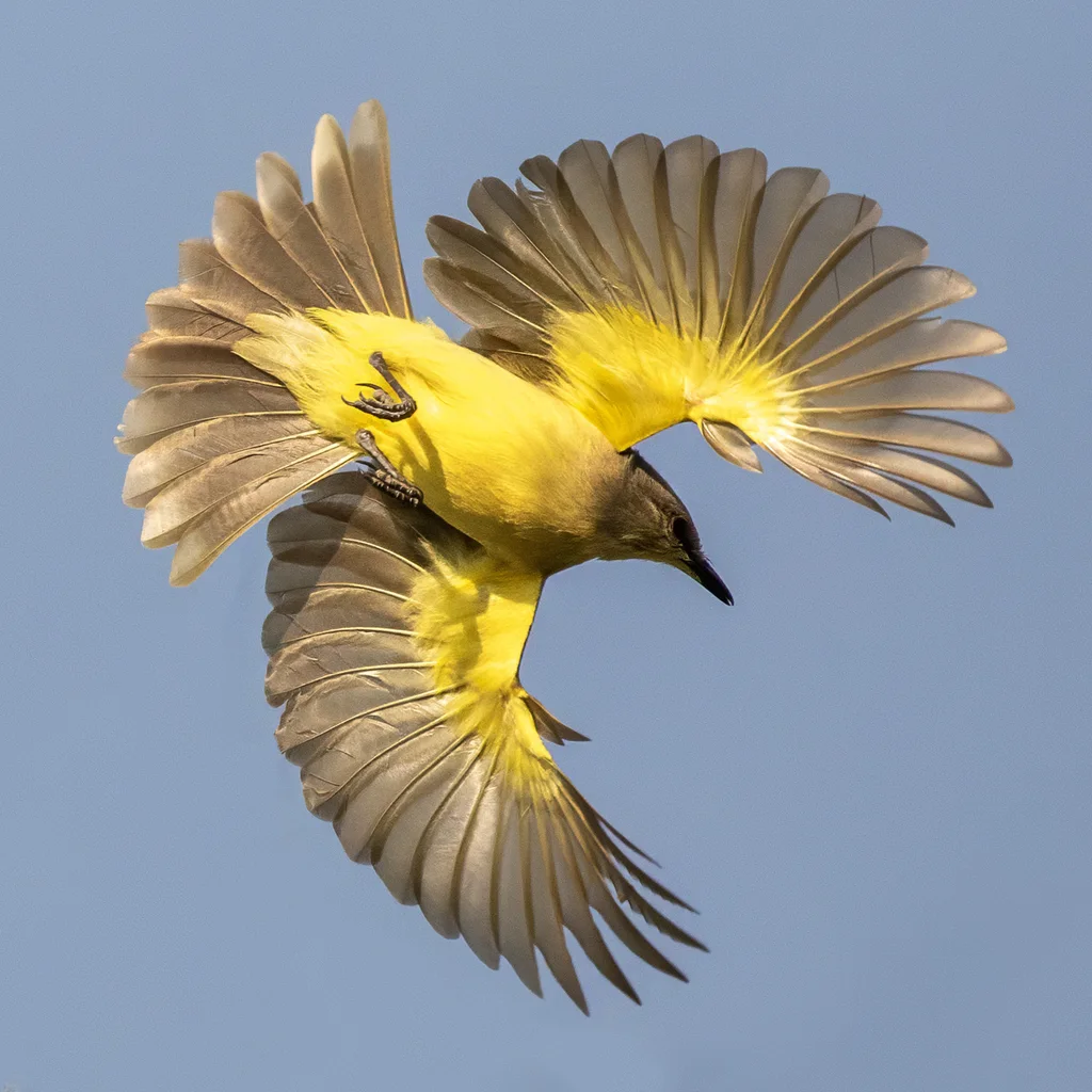 牛霸鹟(Machetornis rixosa)