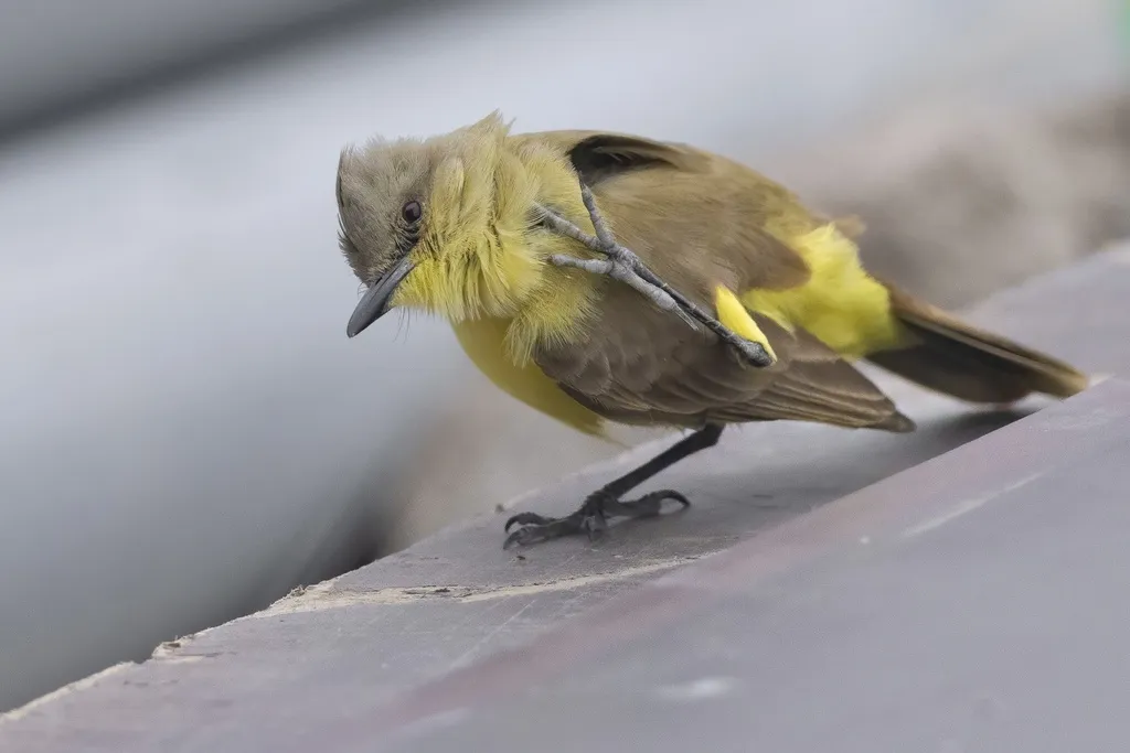 牛霸鹟(Machetornis rixosa)