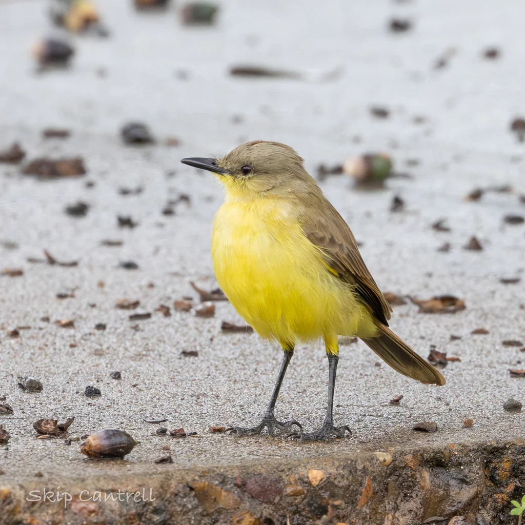 牛霸鹟(Machetornis rixosa)