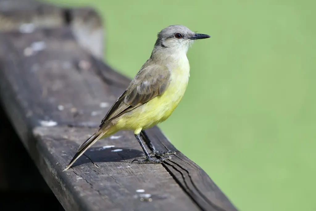牛霸鹟(Machetornis rixosa)