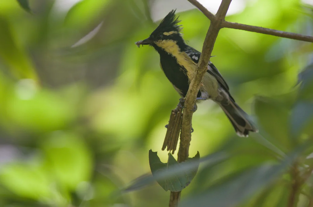 印度眼纹黄山雀(Machlolophus aplonotus)