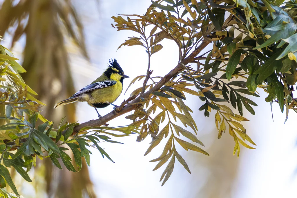 印度眼纹黄山雀(Machlolophus aplonotus)
