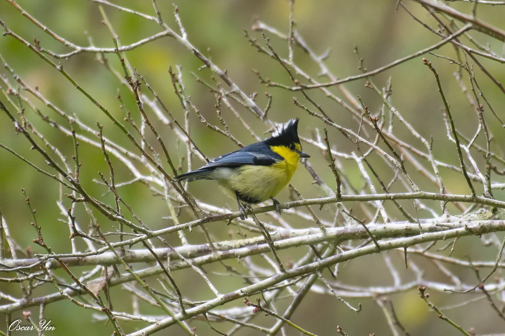 台湾黄山雀(Machlolophus holsti)