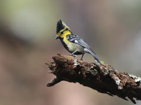 黄颊山雀