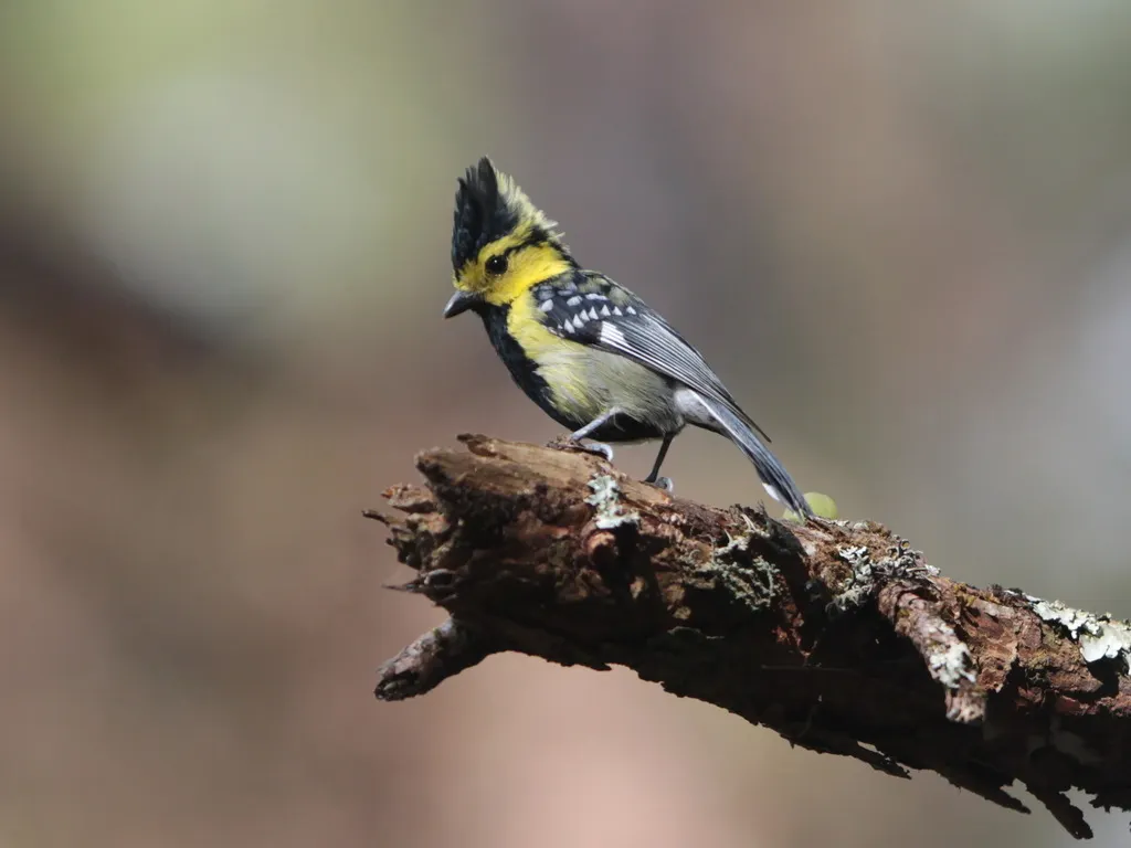 黄颊山雀(Machlolophus spilonotus)