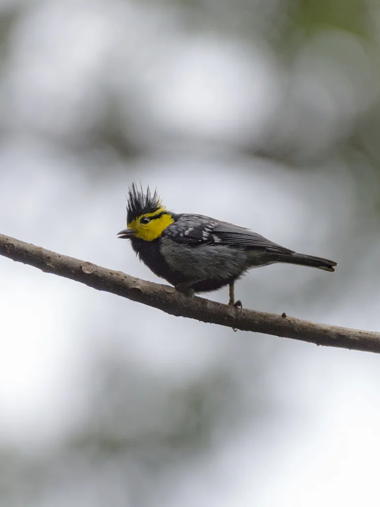 黄颊山雀(Machlolophus spilonotus)