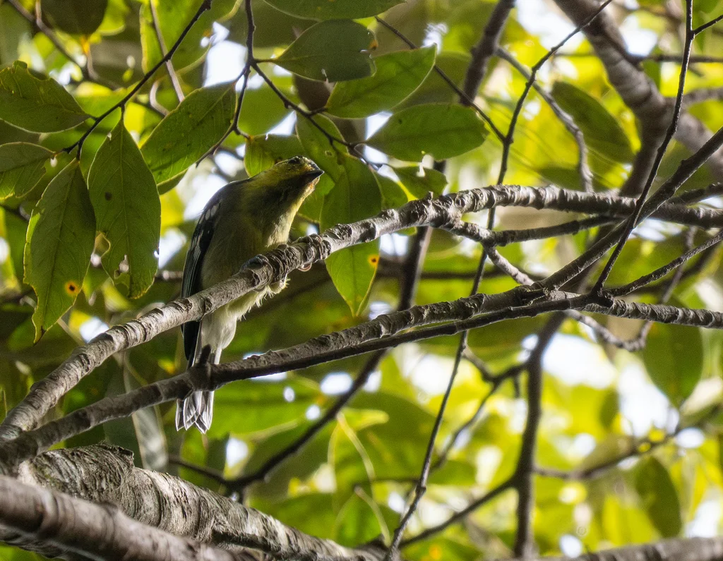 黄颊山雀(Machlolophus spilonotus)