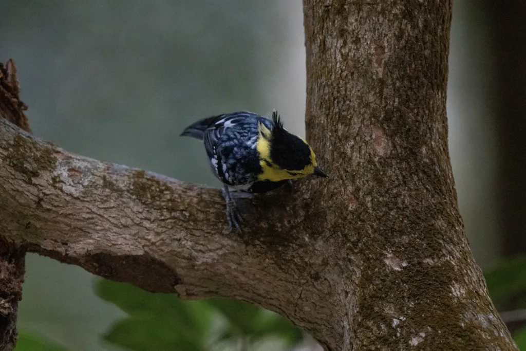 黄颊山雀(Machlolophus spilonotus)