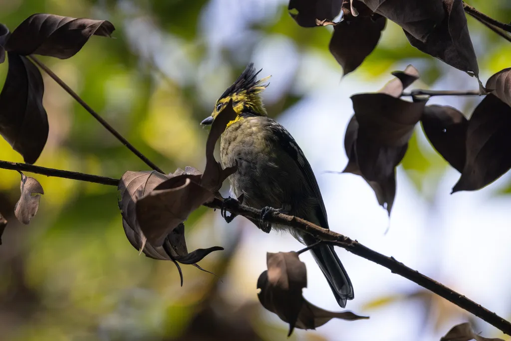 黄颊山雀(Machlolophus spilonotus)