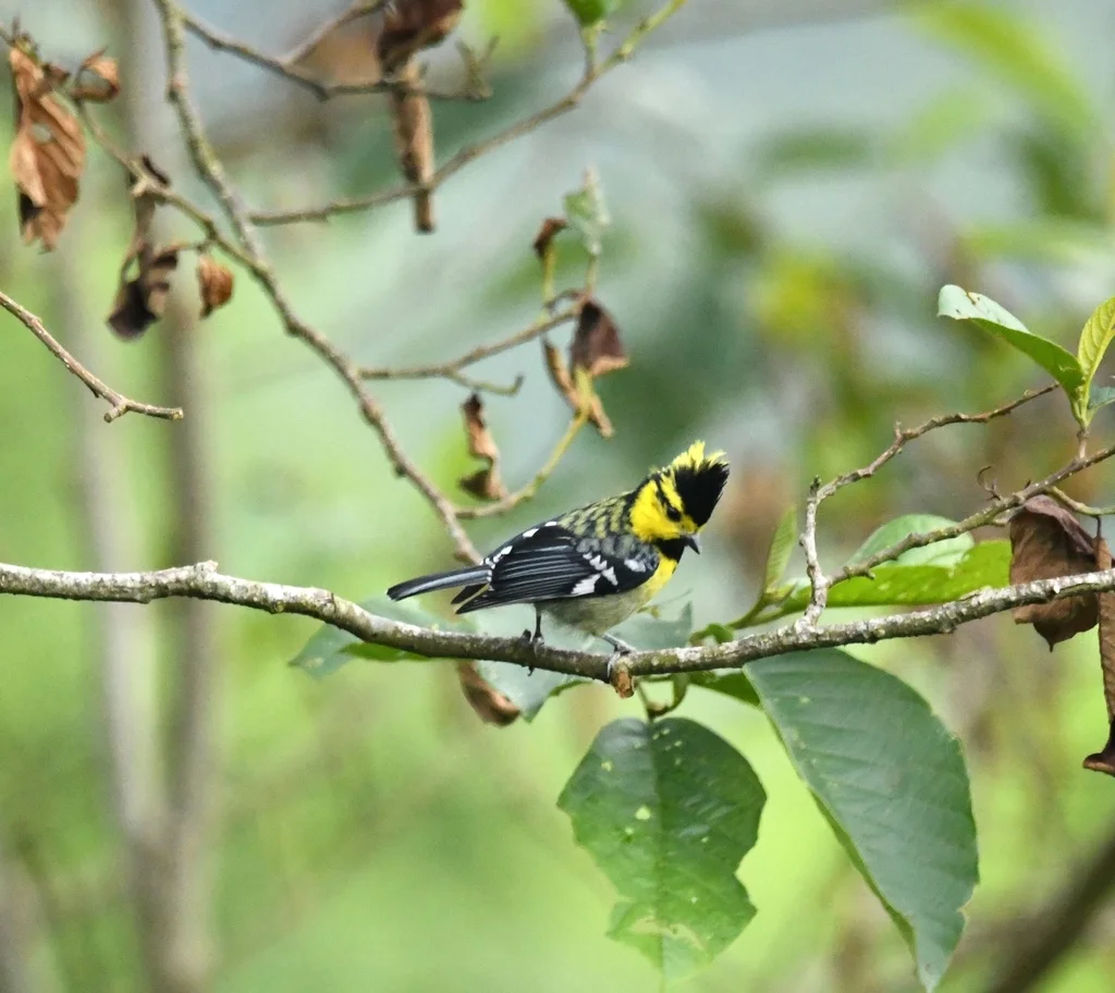 黄颊山雀(Machlolophus spilonotus)