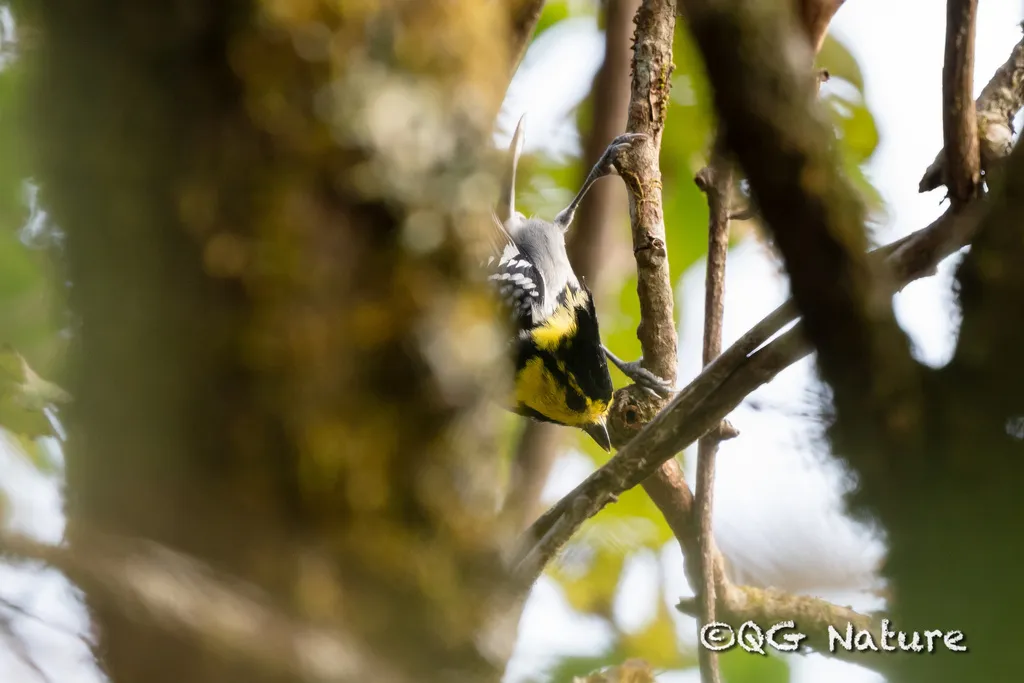 黄颊山雀(Machlolophus spilonotus)