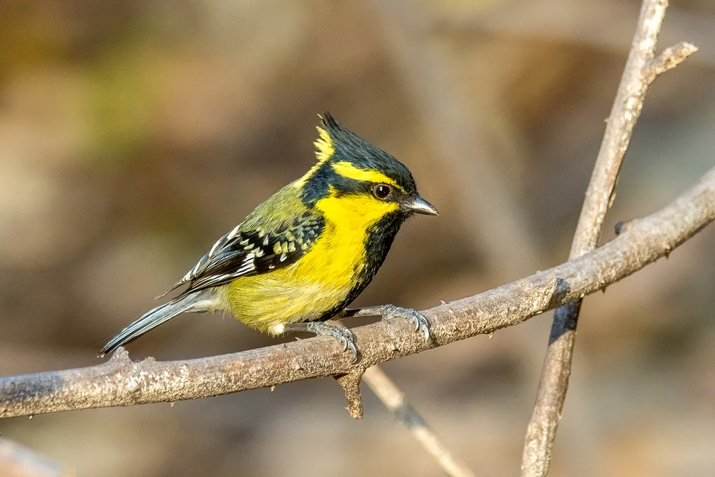 眼纹黄山雀(Machlolophus xanthogenys)