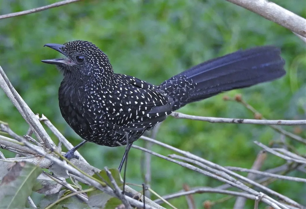 大尾蚁鵙(Mackenziaena leachii)