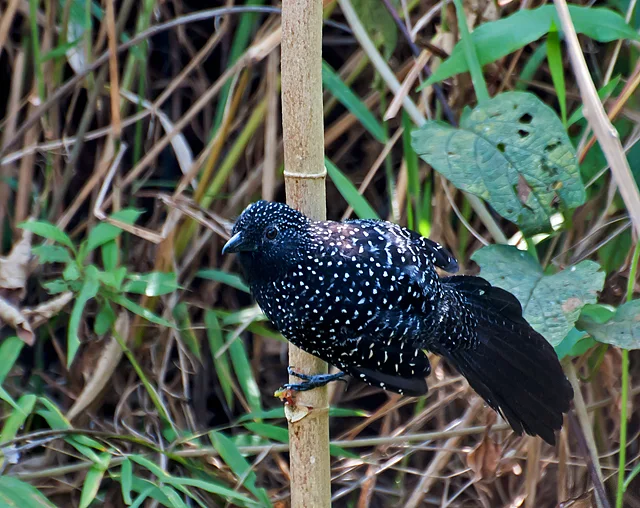 大尾蚁鵙(Mackenziaena leachii)