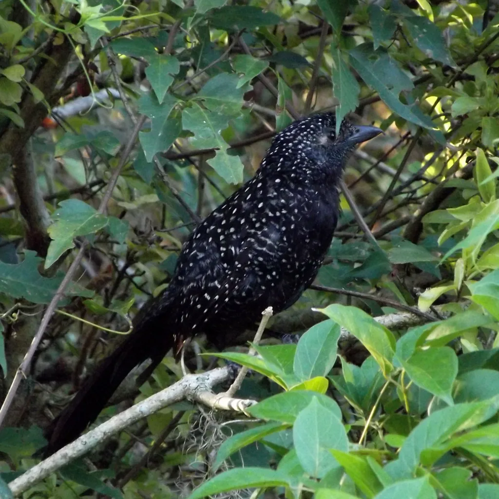 大尾蚁鵙(Mackenziaena leachii)