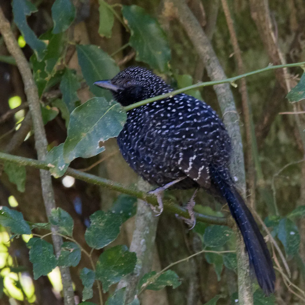 大尾蚁鵙(Mackenziaena leachii)