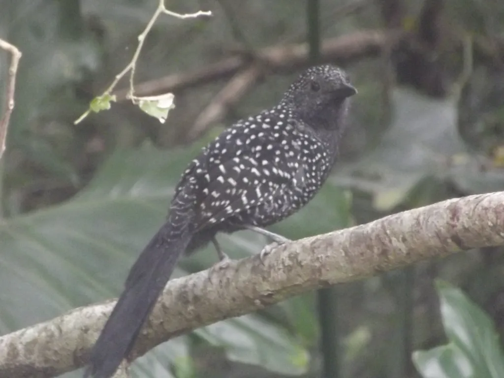 大尾蚁鵙(Mackenziaena leachii)
