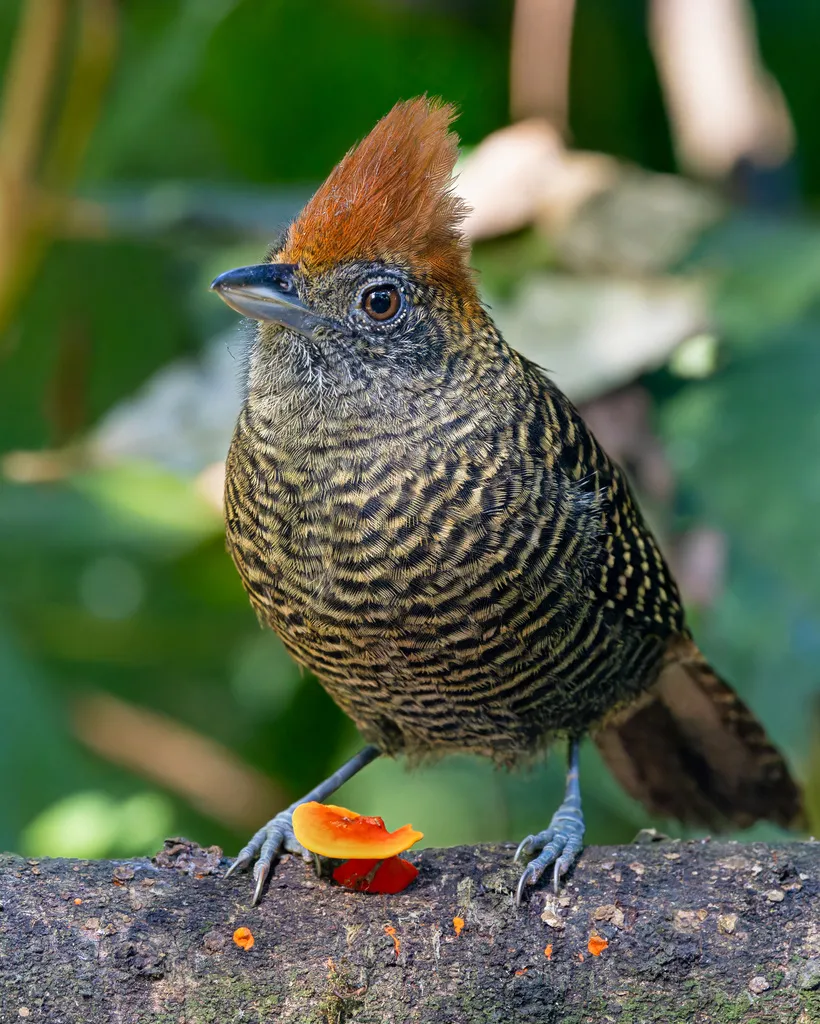 须蚁鵙(Mackenziaena severa)