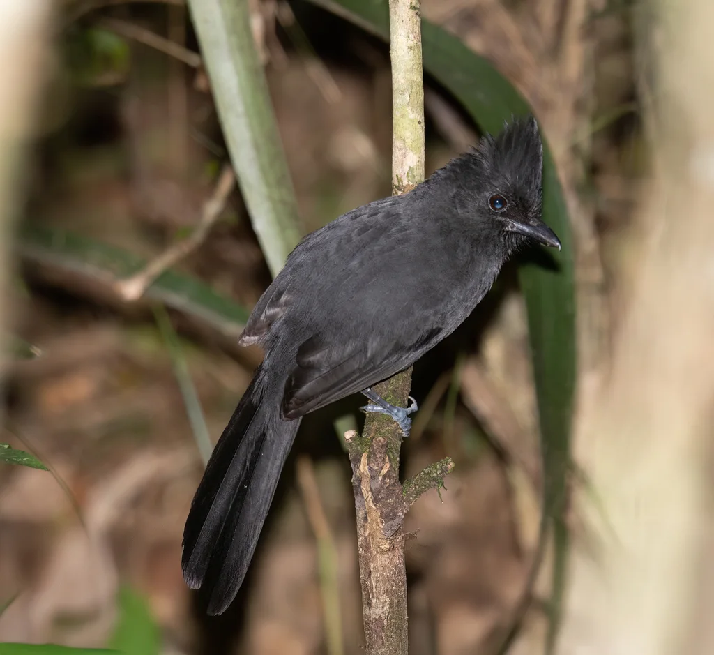 须蚁鵙(Mackenziaena severa)