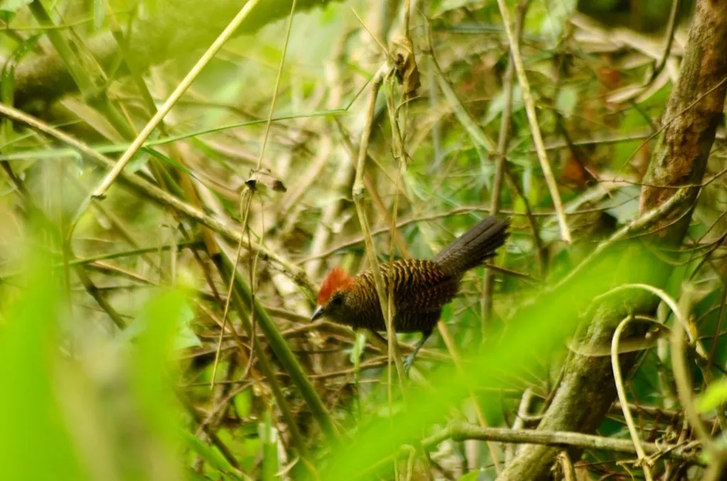 须蚁鵙(Mackenziaena severa)